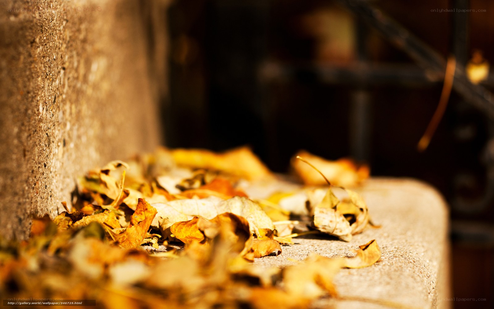 Autumn leaves on stone steps