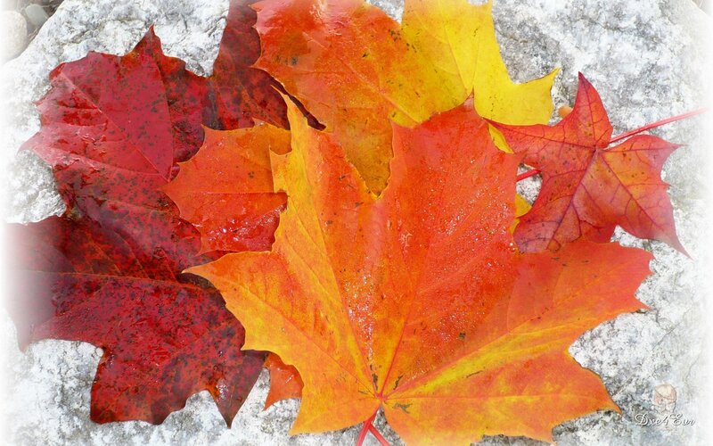Autumn leaves on stone