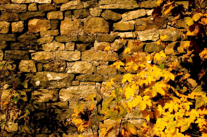 Autumn Leaves on Stone Wall — Yellow