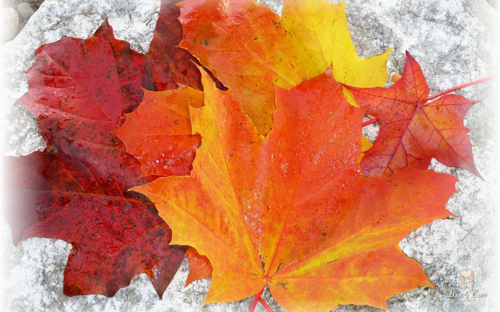 Autumn leaves on stone