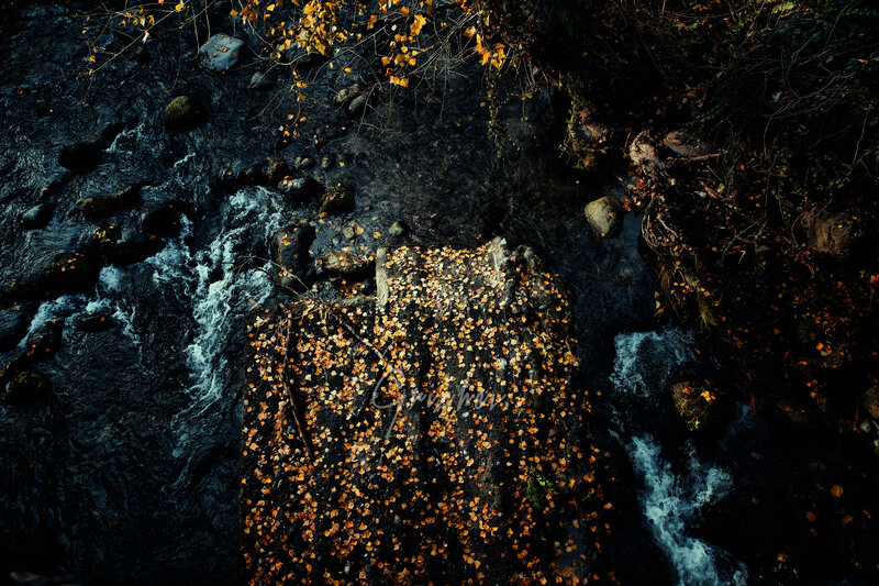 Autumn Leaves on Stream — Black