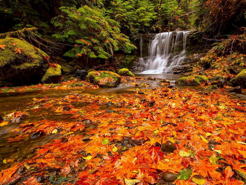 Autumn Leaves on Stream — Orange