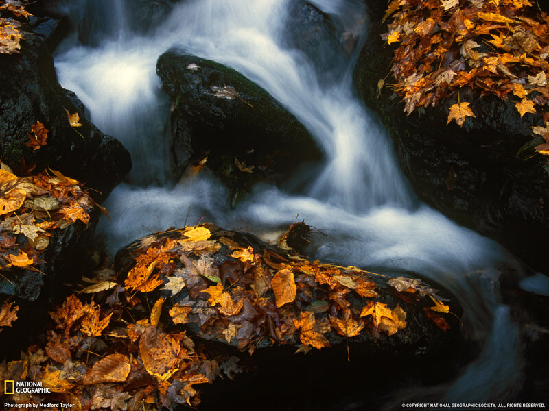 Autumn Leaves on Stream