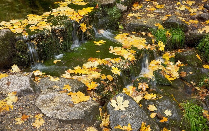Autumn Leaves on Stream — Yellow
