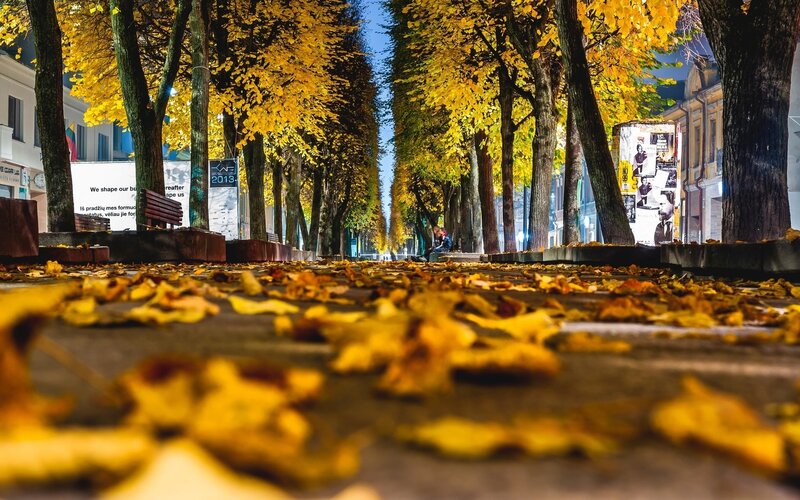 Autumn Leaves on Street