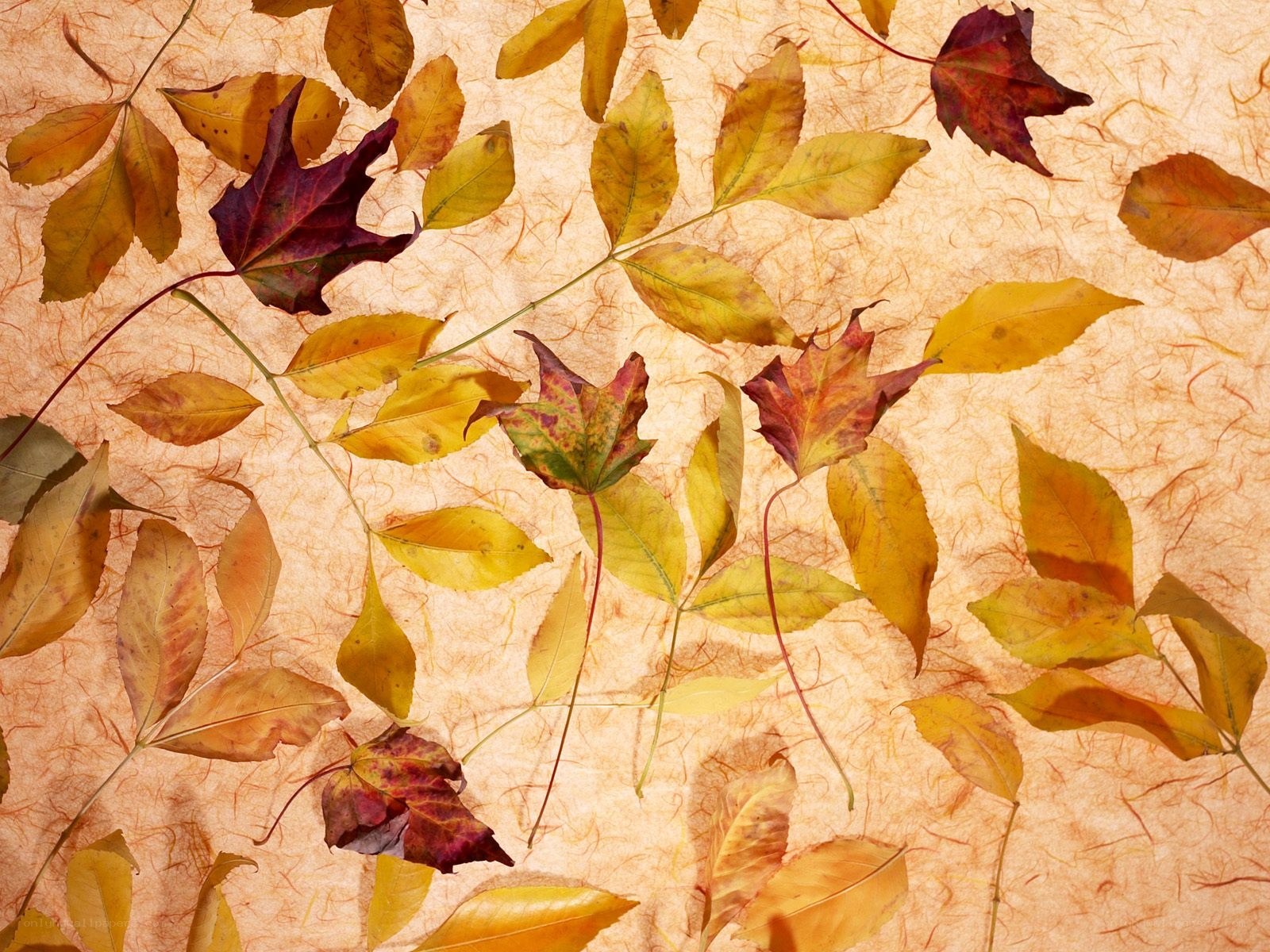 autumn leaves on textured paper