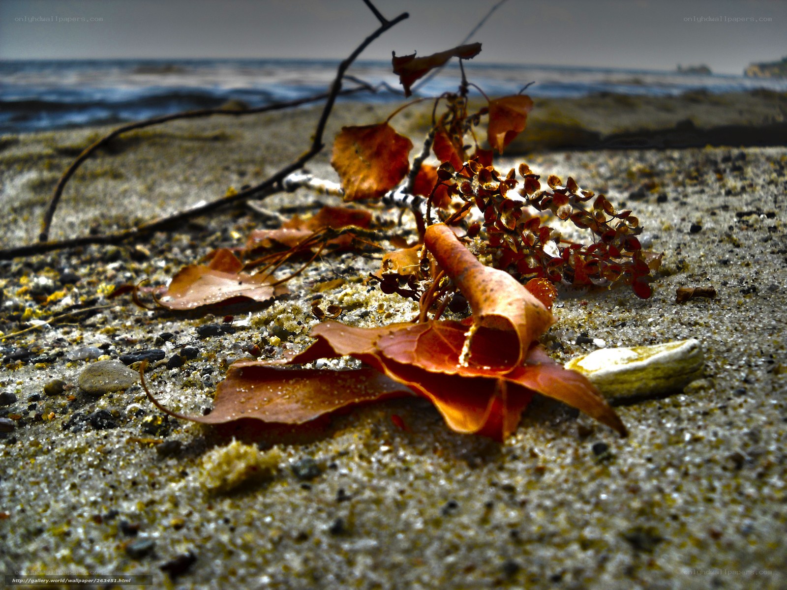 Autumn leaves on the beach