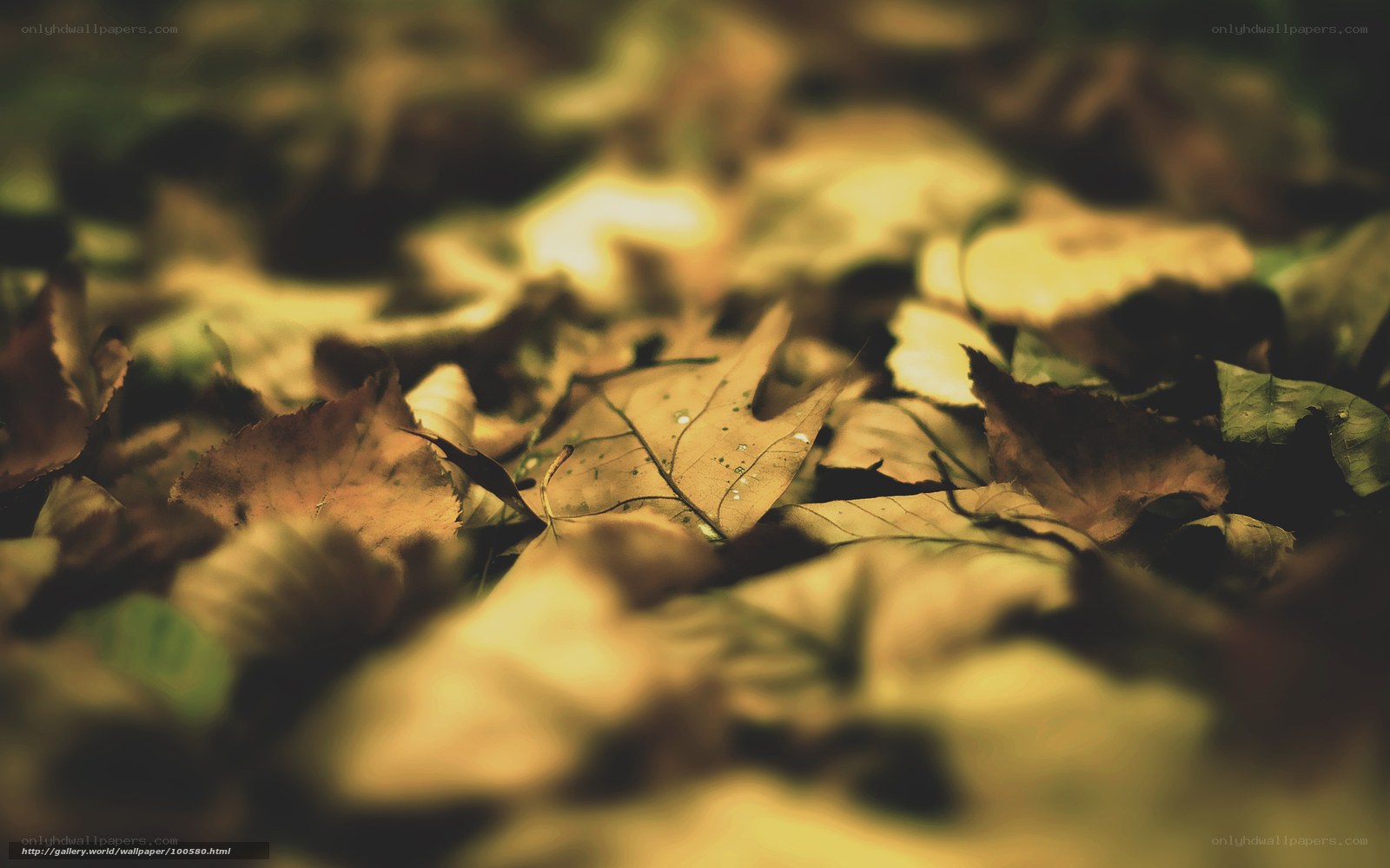 Autumn leaves on the forest floor