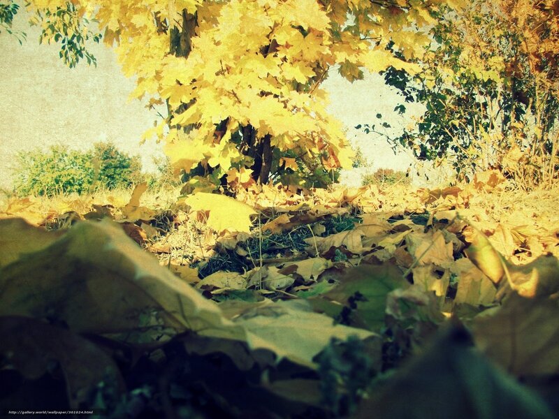 Autumn leaves on the ground