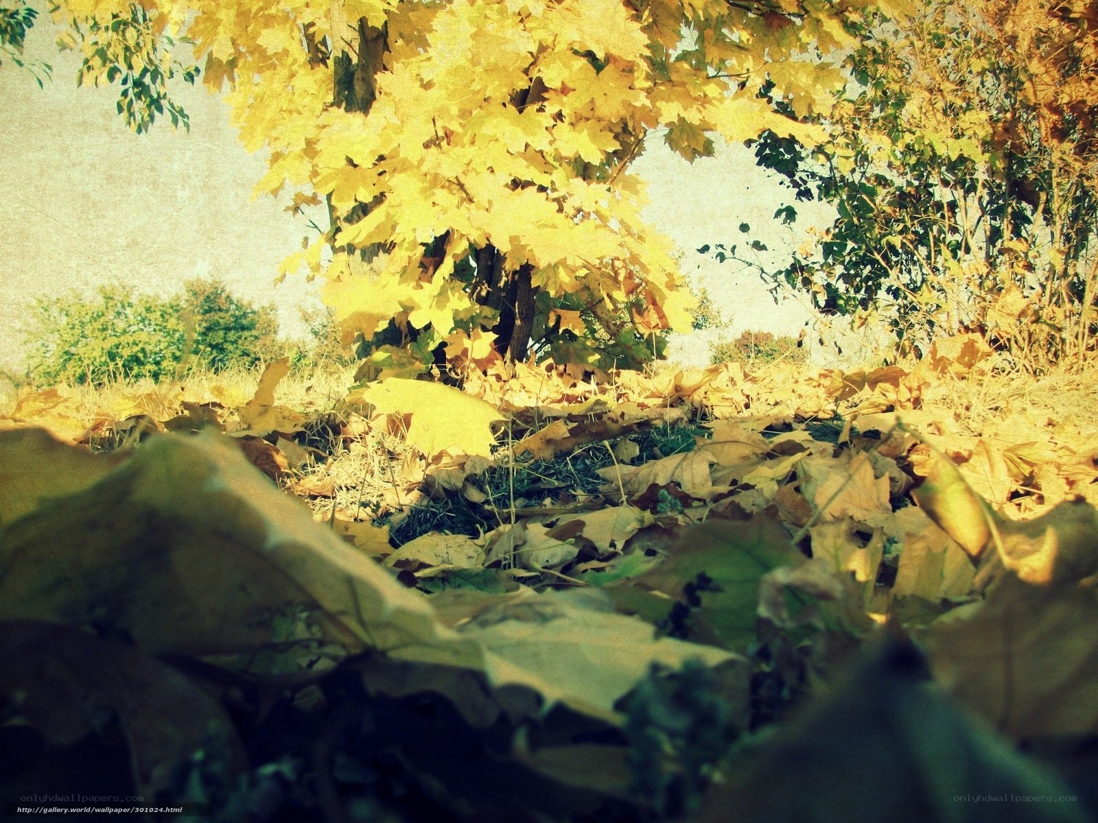 Autumn leaves on the ground