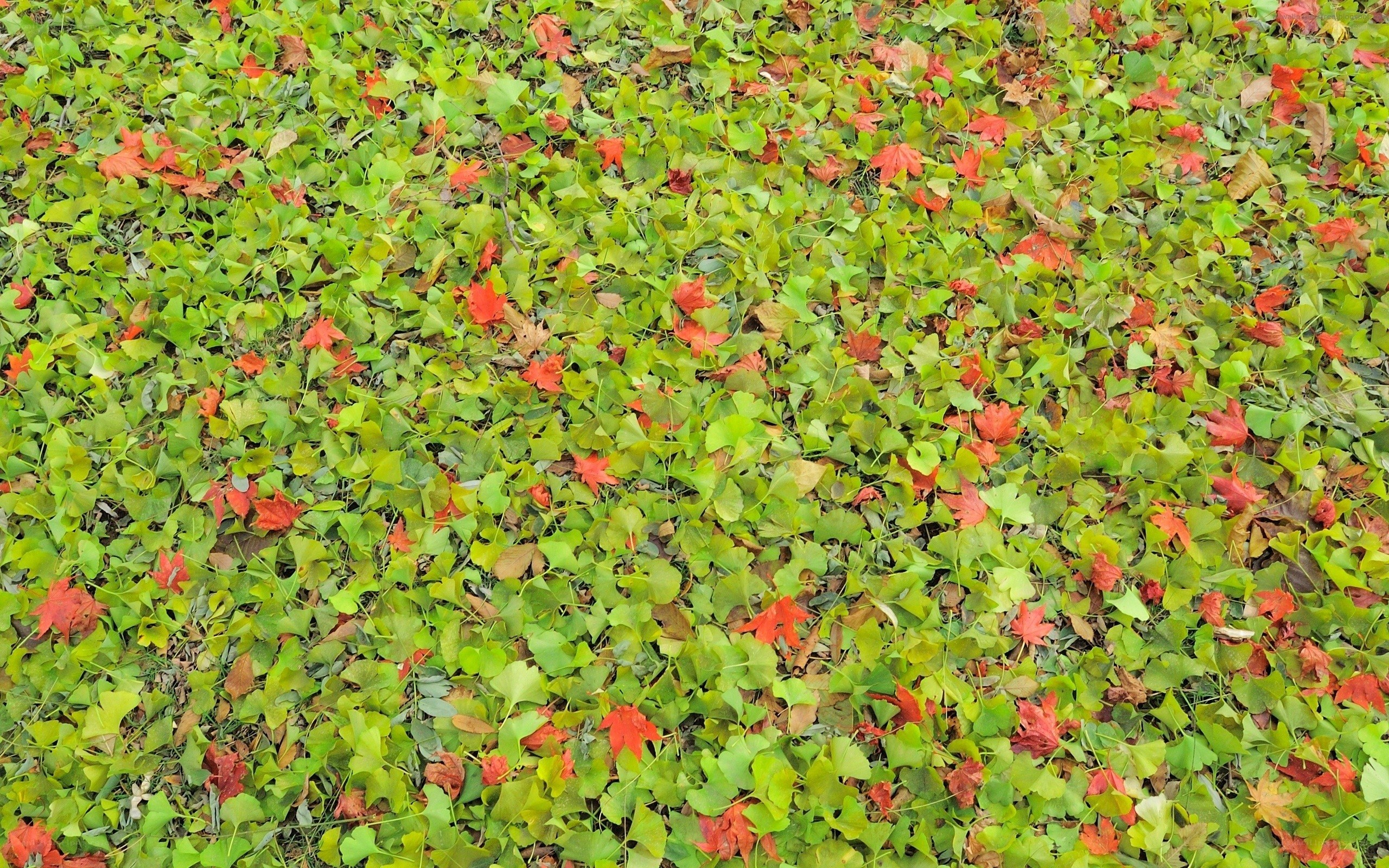 autumn leaves on the ground