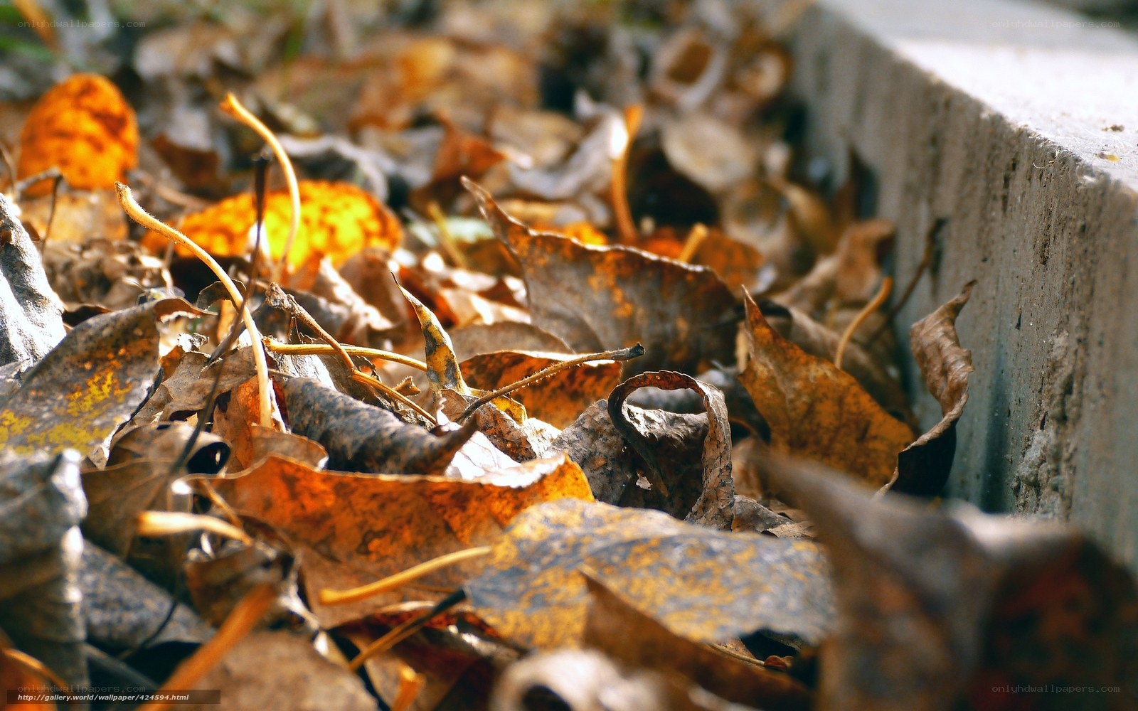 Autumn leaves on the ground