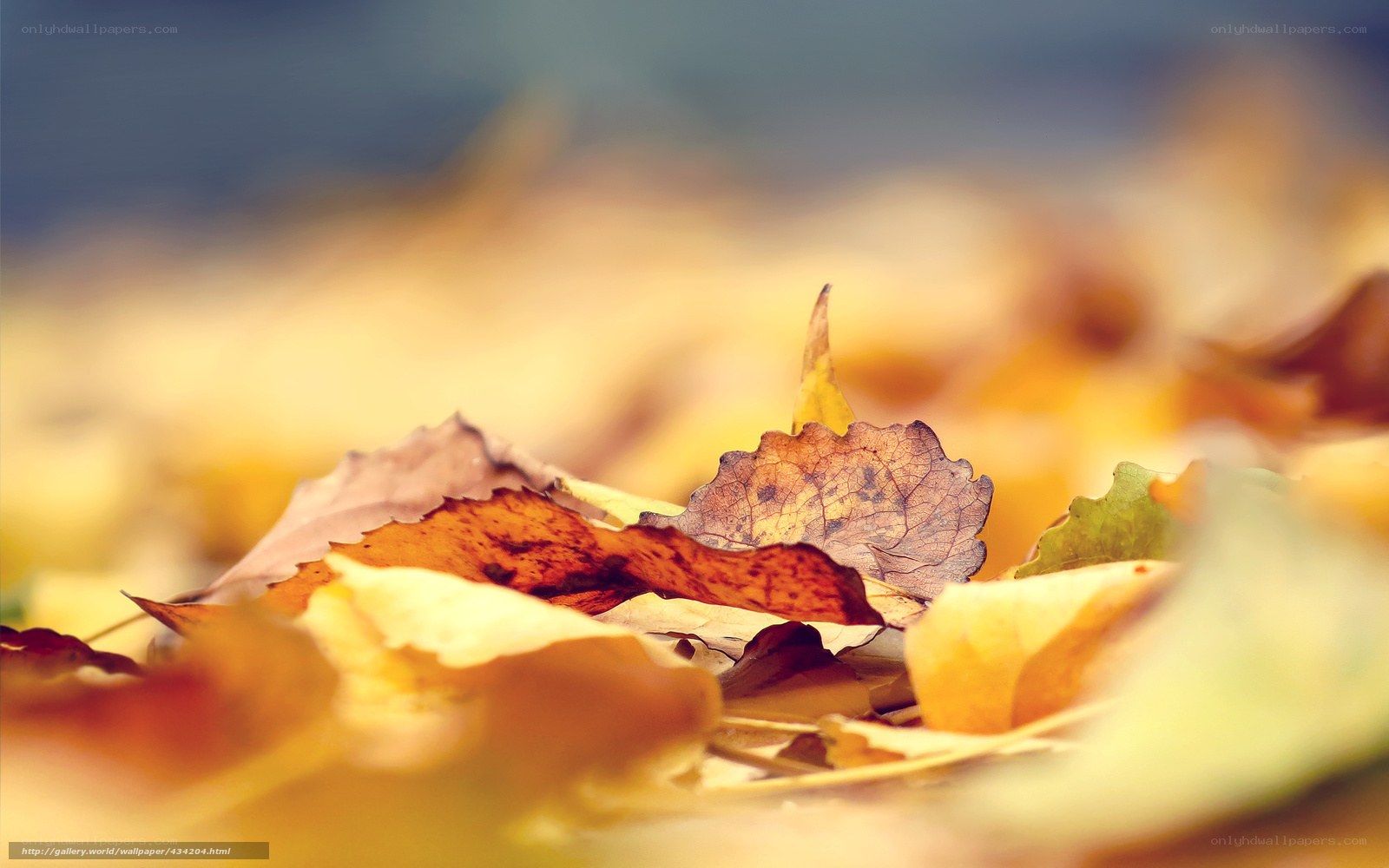Autumn leaves on the ground