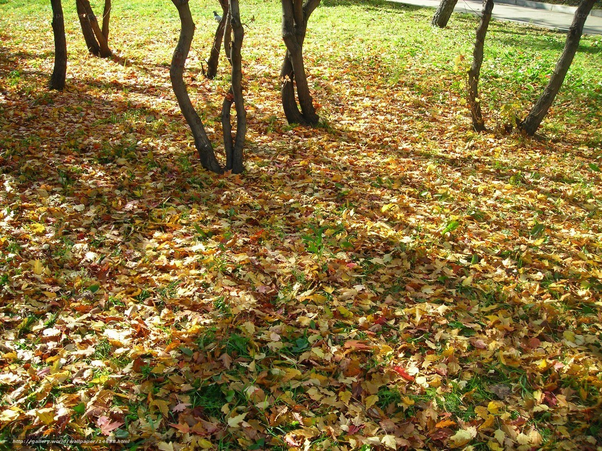 Autumn leaves on the ground