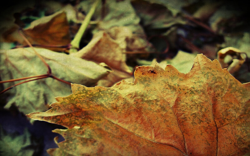 autumn leaves on the ground