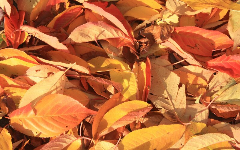 autumn leaves on the ground