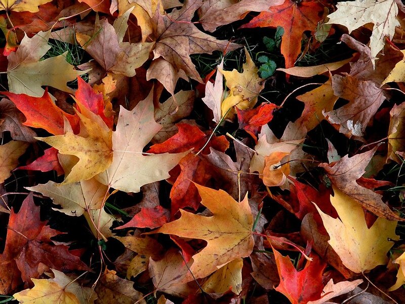 Autumn leaves on the ground
