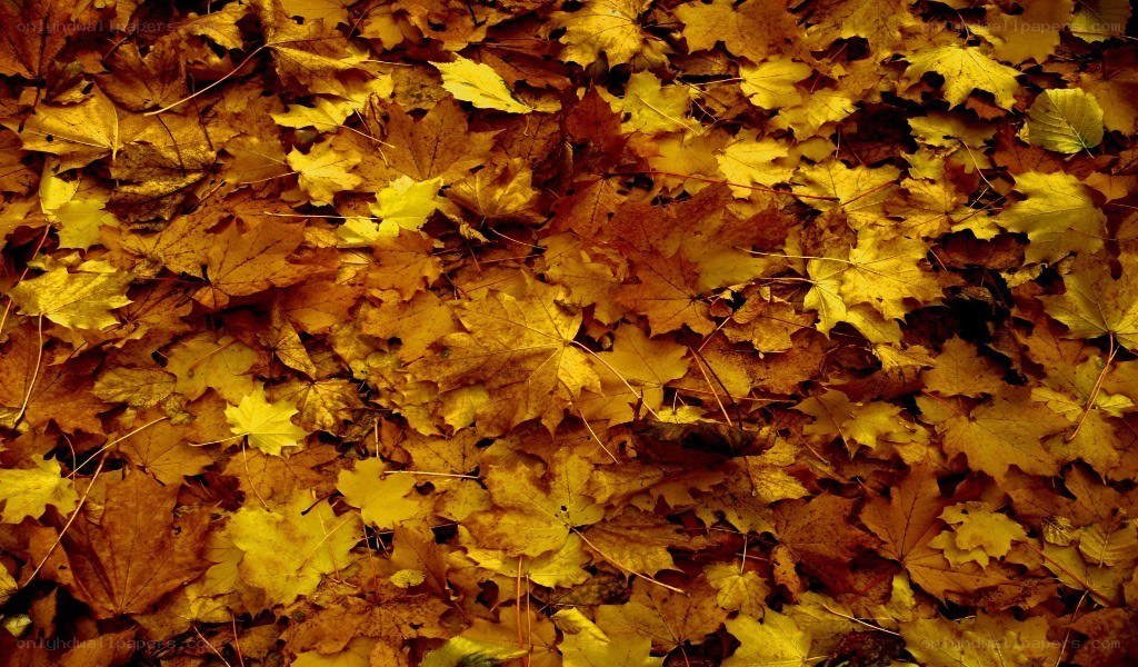 autumn leaves on the ground