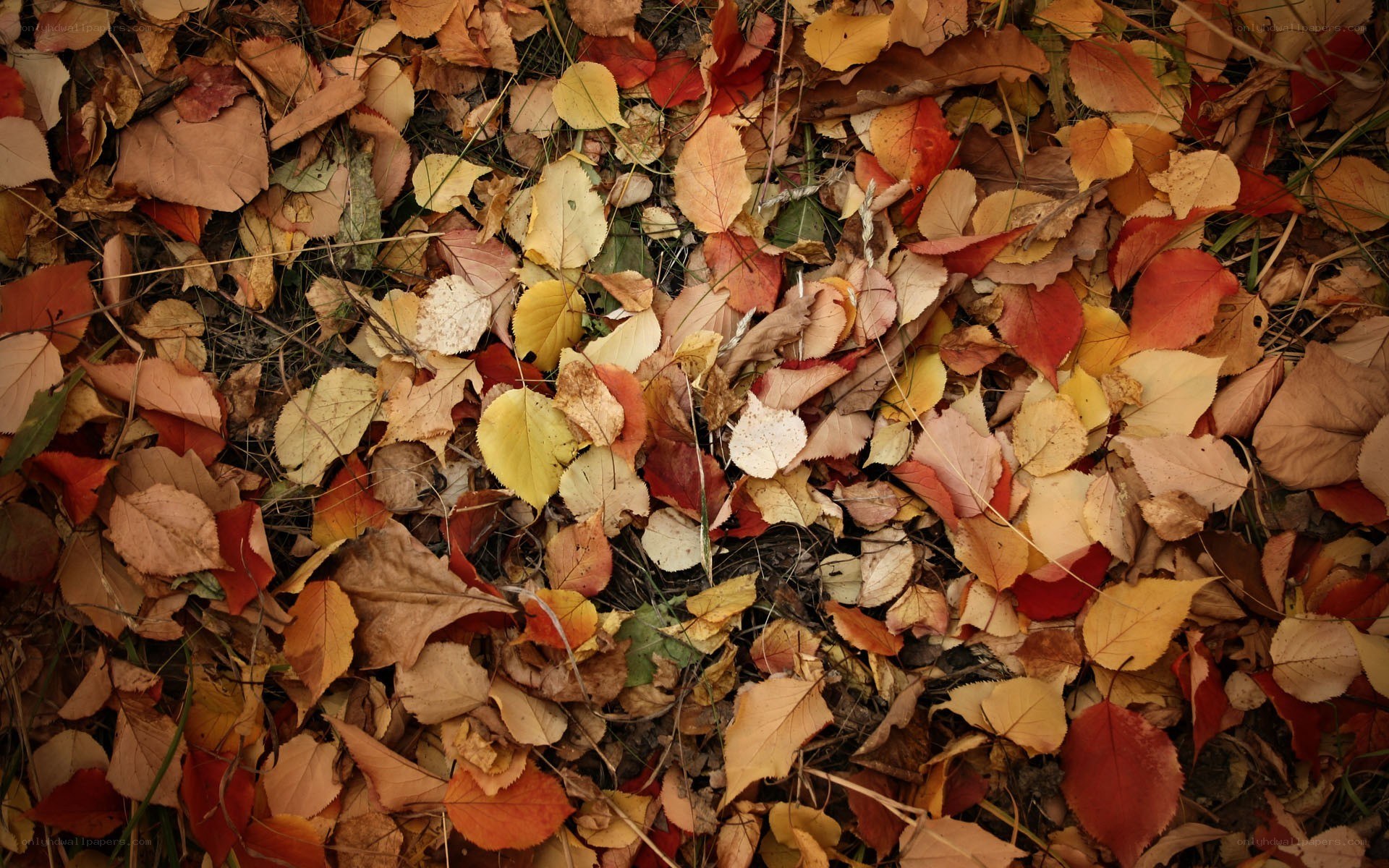 autumn leaves on the ground