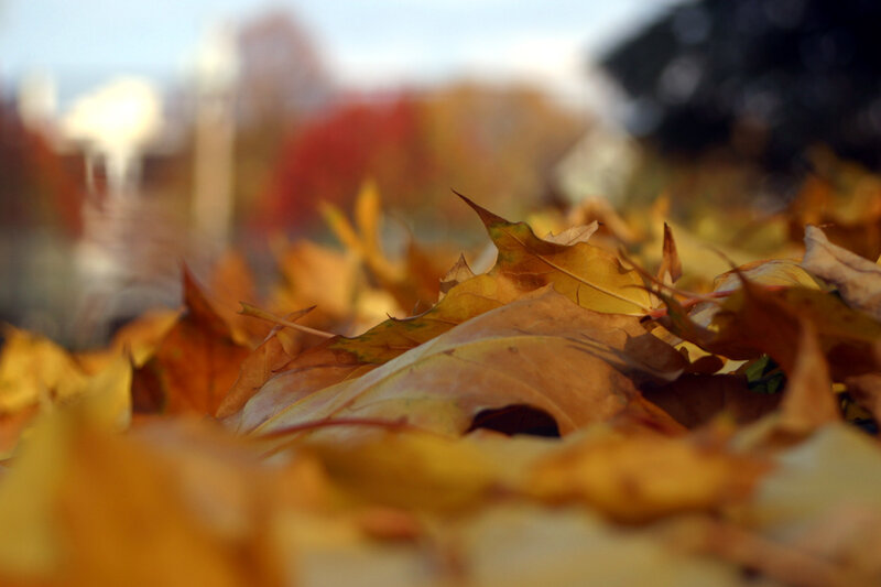 autumn leaves on the ground