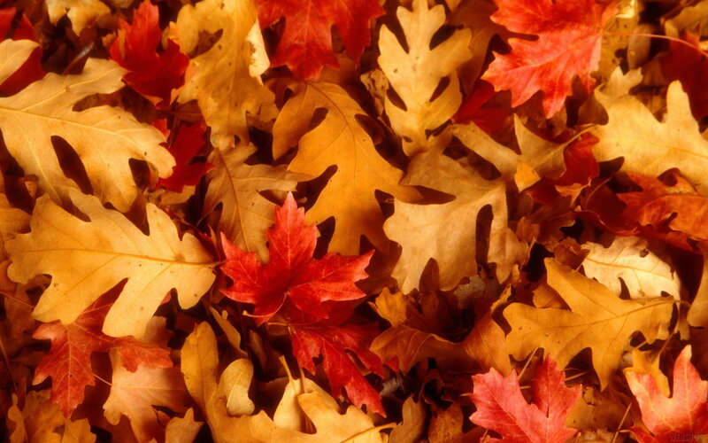 autumn leaves on the ground