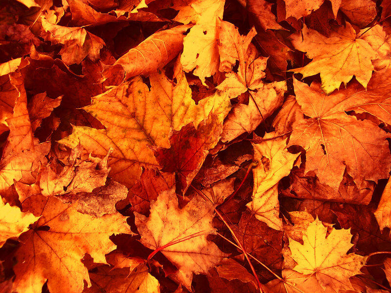 autumn leaves on the ground