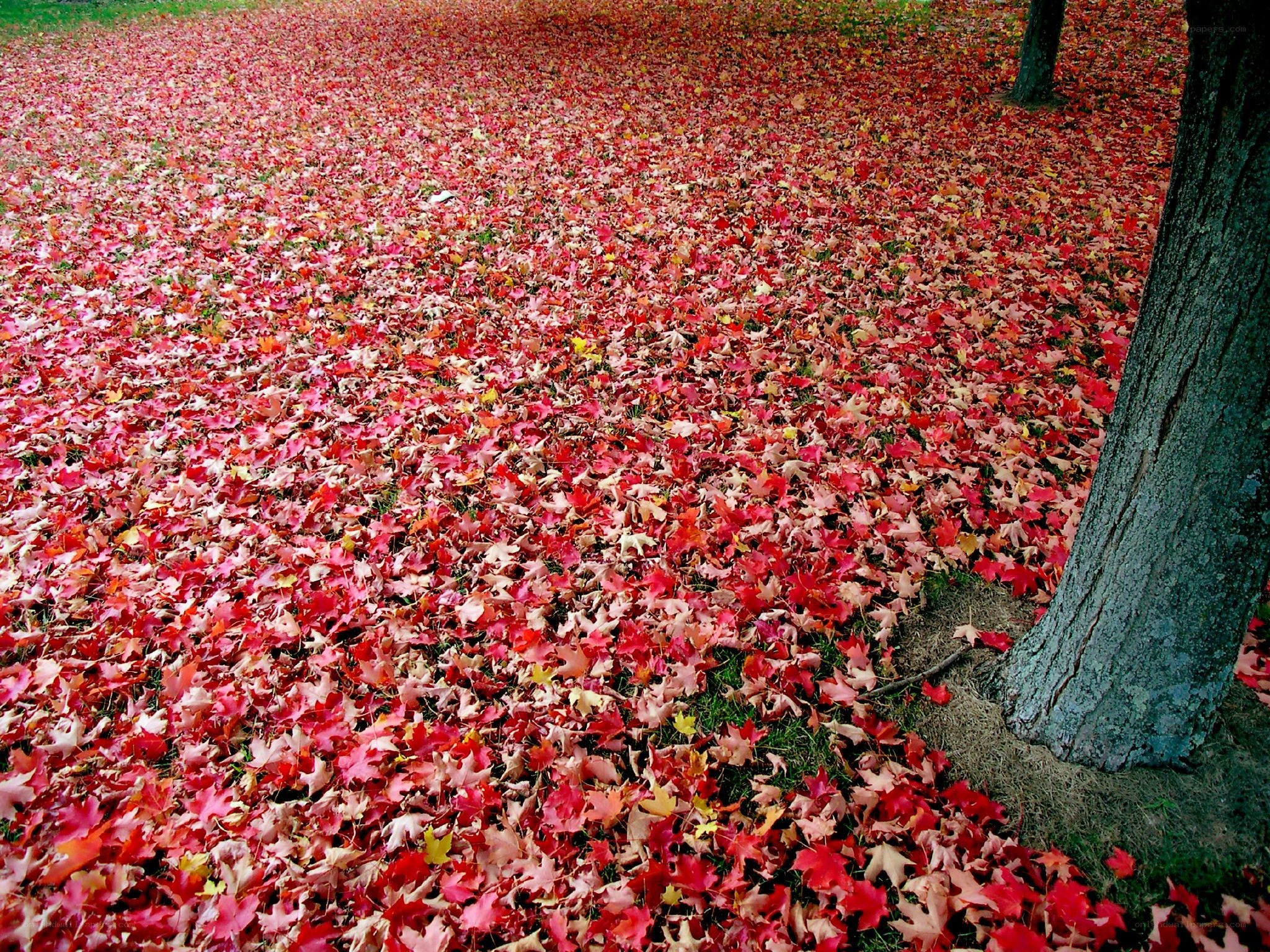 autumn leaves on the ground
