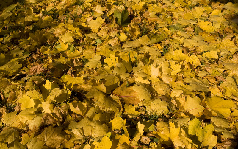 Autumn leaves on the ground