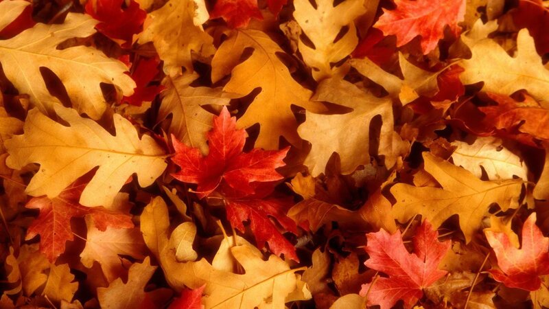 autumn leaves on the ground