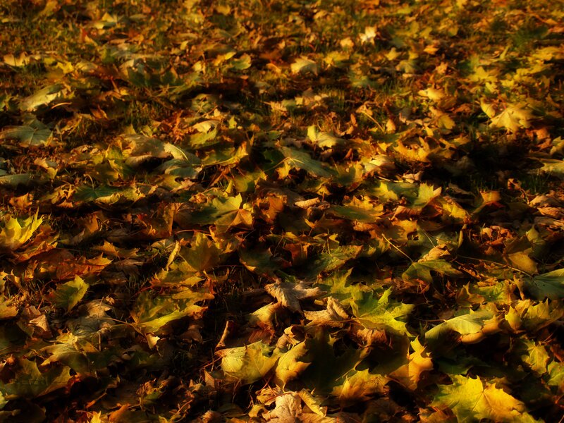 Autumn leaves on the ground