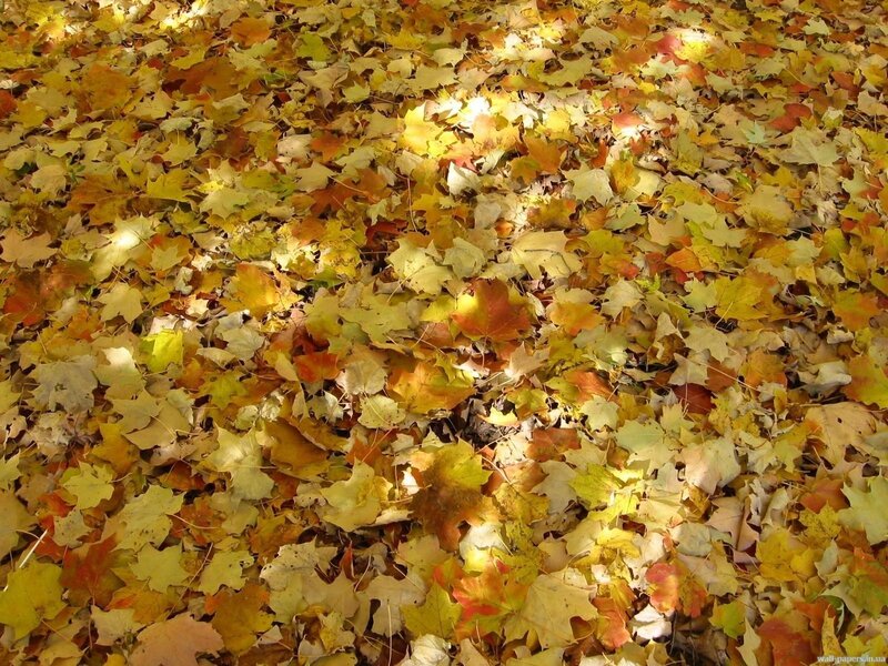 Autumn leaves on the ground