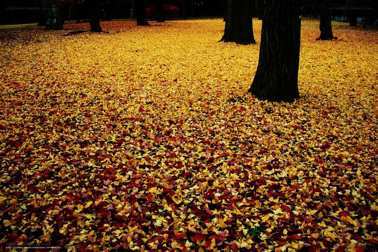 Autumn leaves on the ground