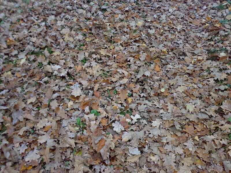 autumn leaves on the ground