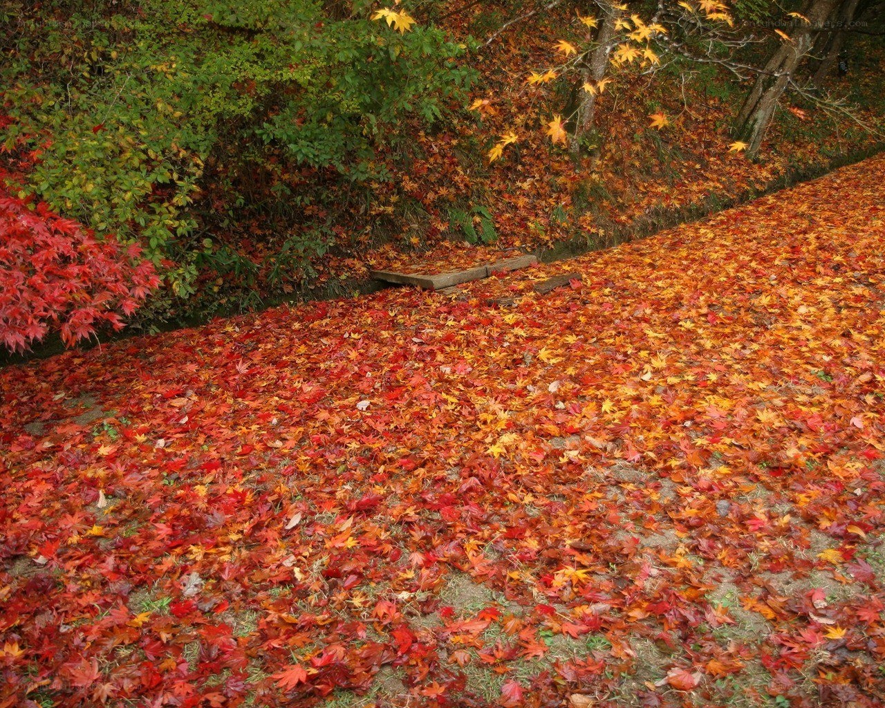 Autumn leaves on the ground