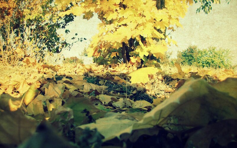 Autumn leaves on the ground