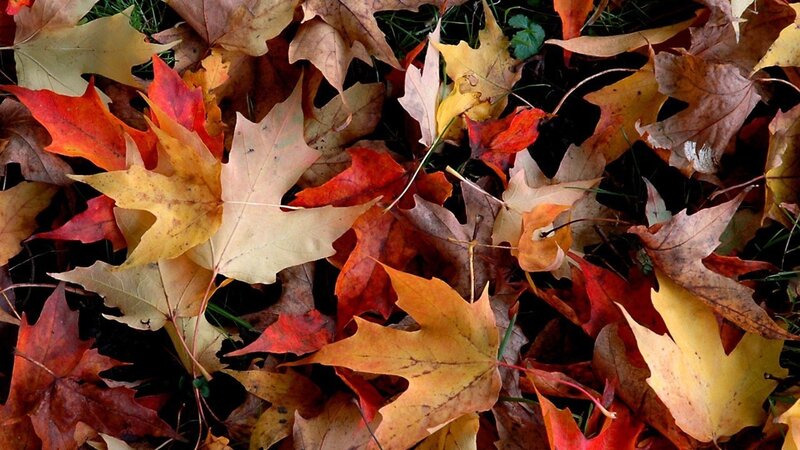 autumn leaves on the ground