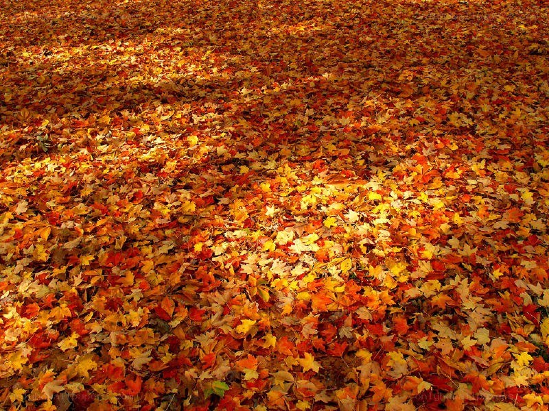 Autumn leaves on the ground