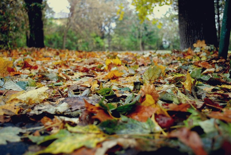 autumn leaves on the ground