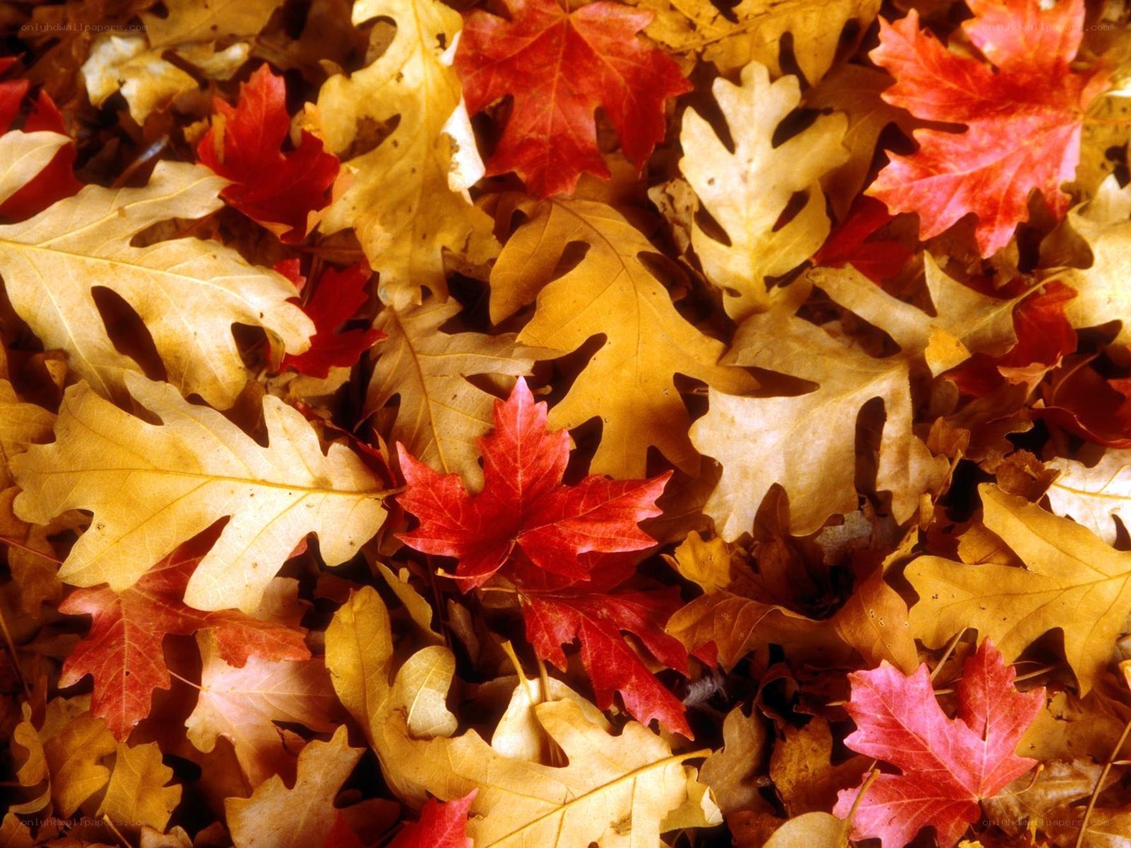 autumn leaves on the ground