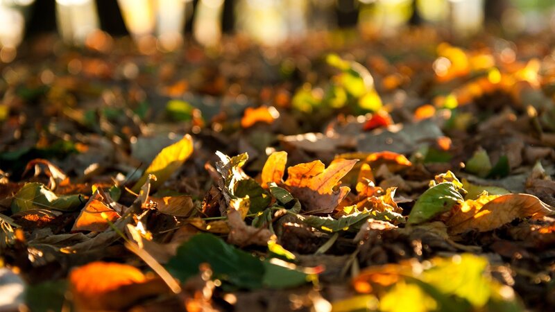 autumn leaves on the ground