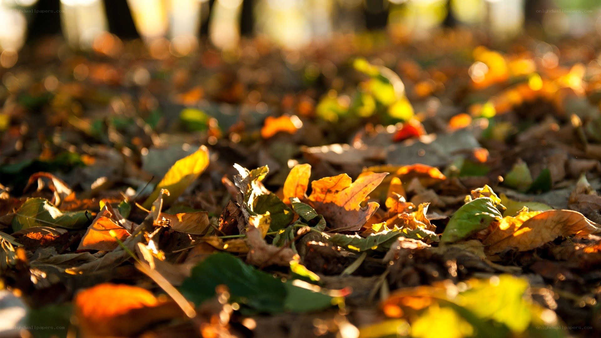 autumn leaves on the ground