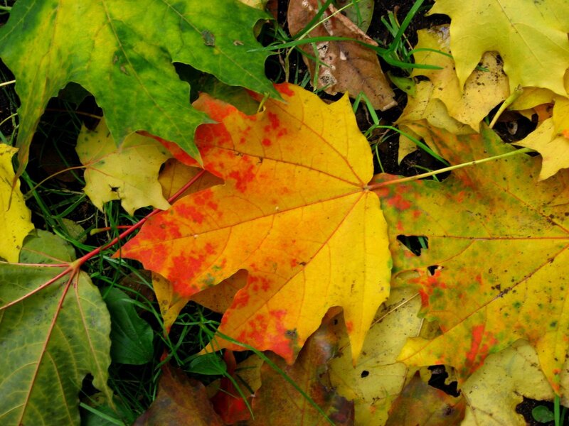 autumn leaves on the ground