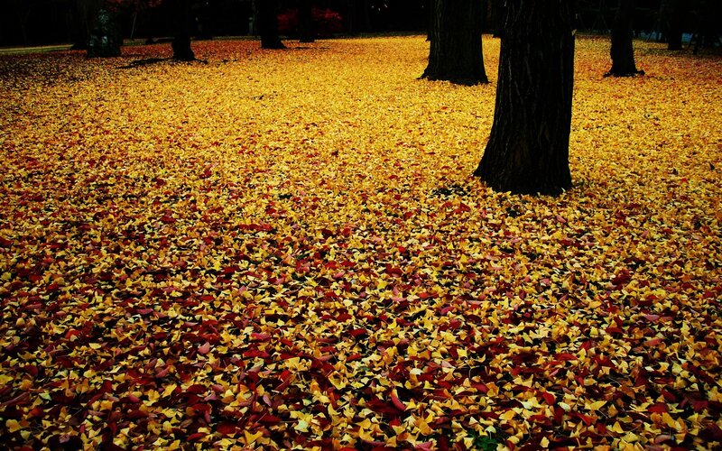 Autumn leaves on the ground