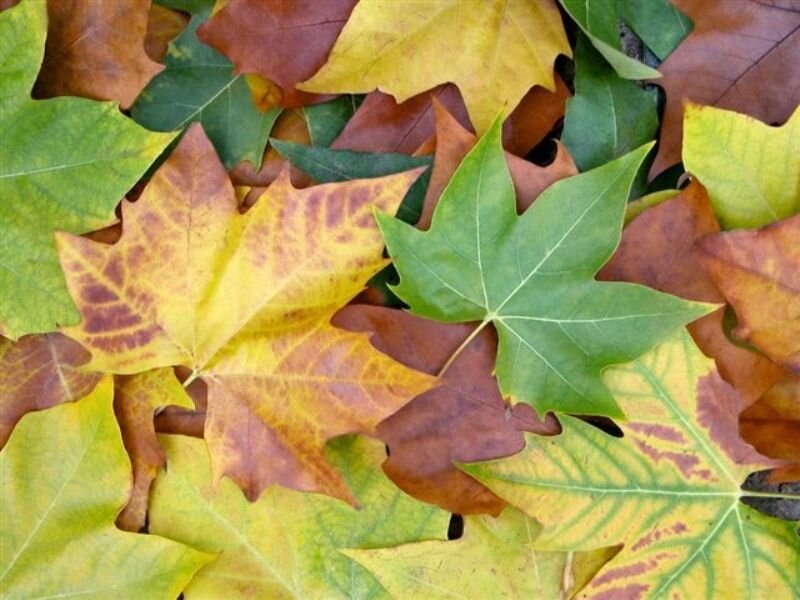 autumn leaves on the ground