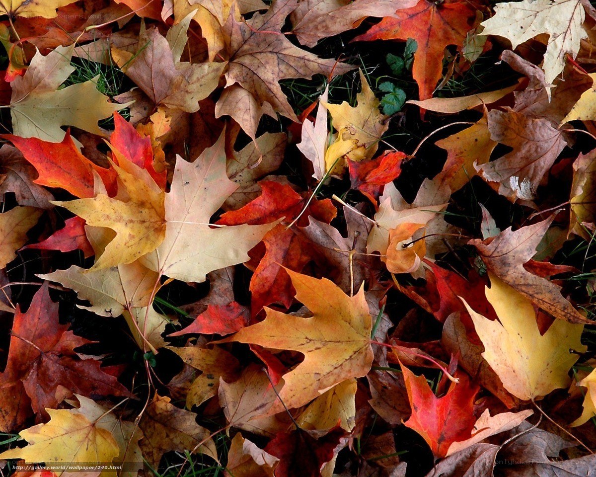 Autumn leaves on the ground