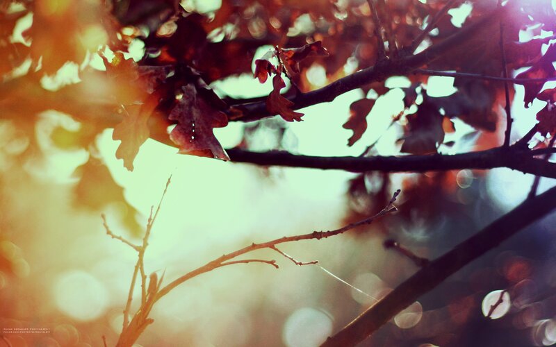 Autumn Leaves on Tree Branch — Brown