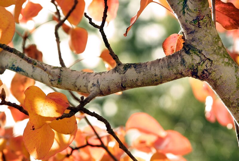 Autumn Leaves on Tree Branch — Orange, Serene, Photograph, Tree Branch, Sunlight