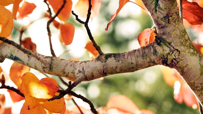 Autumn Leaves on Tree Branch — Orange, Serene