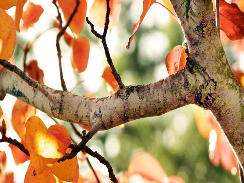 Autumn Leaves on Tree Branch — Orange