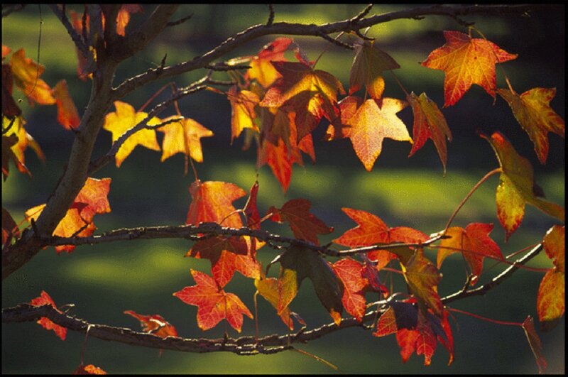 Autumn Leaves on Tree Branch — Red